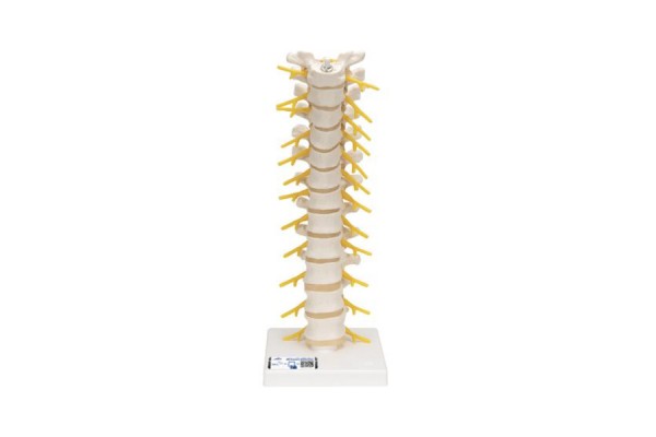 model kręgosłupa piersiowego człowieka - 3b smart anatomy - 1000145 [a73] 3b scientific modele anatomiczne 2